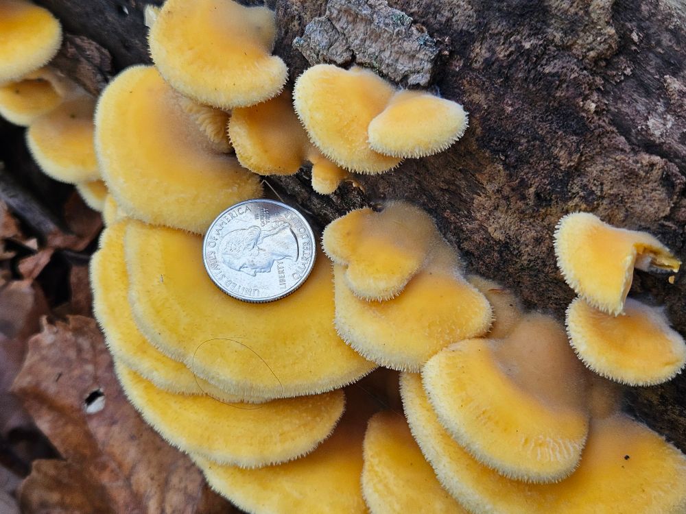 A closer look at a bunch of orange fuzzy looking shelf fungus on a downed log. Now with a Quarter on the top of one for scale. Size is approximately 1.5 quarters by 3 quarters for the largest one. Smallest in about the size of a single quarter. 
