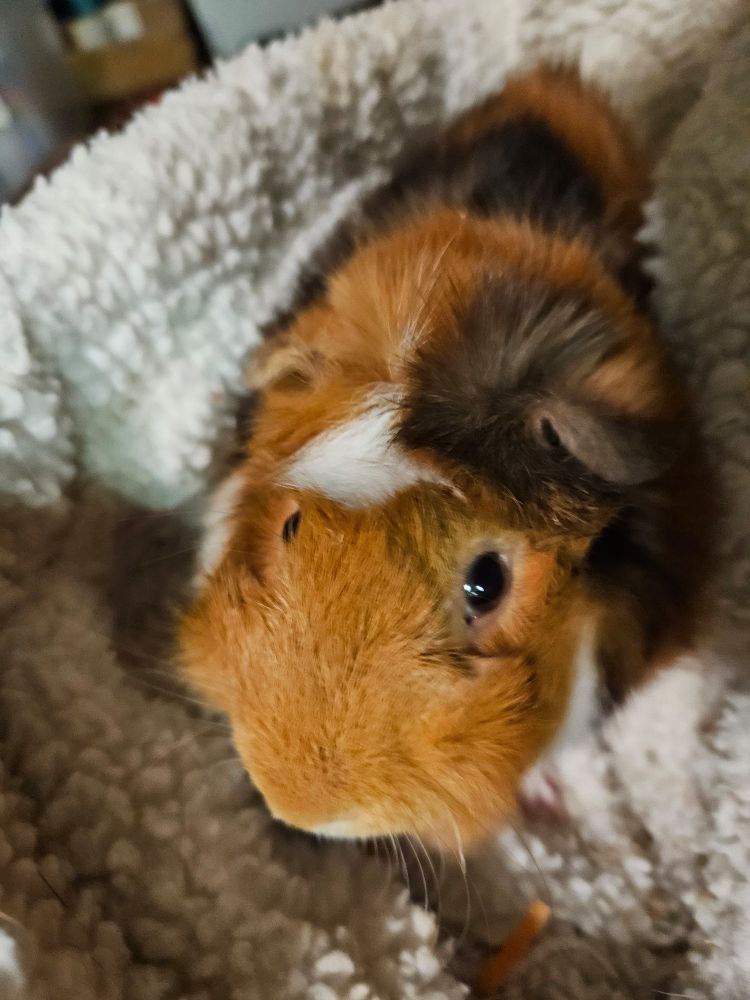 Butternut the brownish orange guinea pig looking intently at you demanding a carrot.