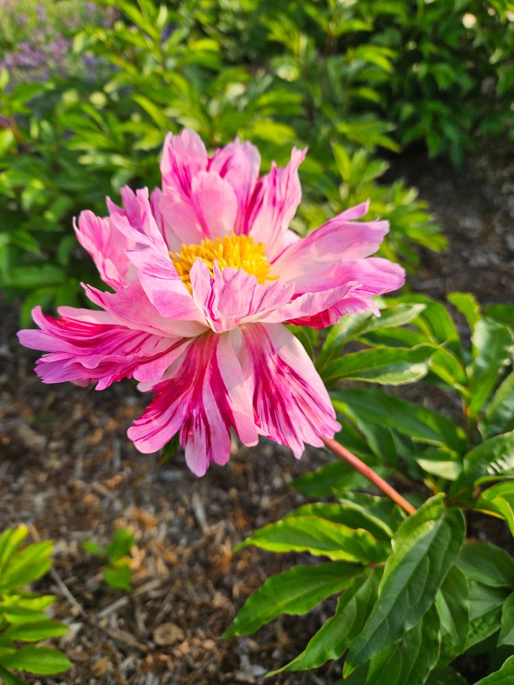 Stiped pink peony with a yellow center. Green leaves fill the background contrasting the bright pink.