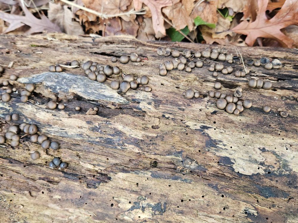 Rotting log covered in small blob or spherical light to dark brown masses know as wolf's milk, a slime mold.