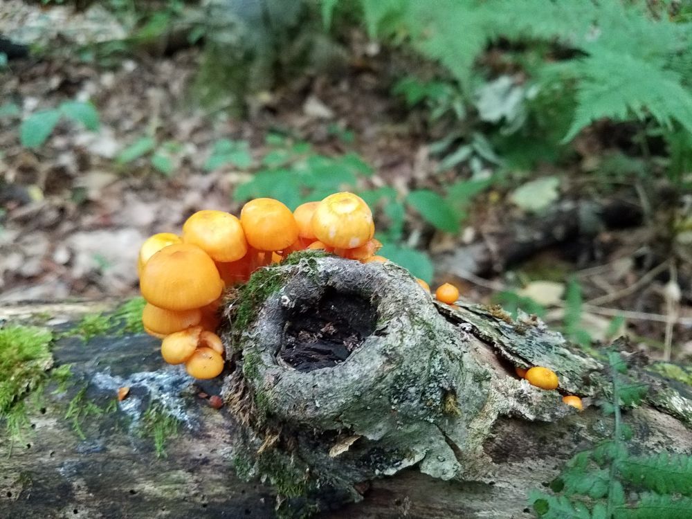 A bunch of small bright orange mushrooms growing out of a fallen log.