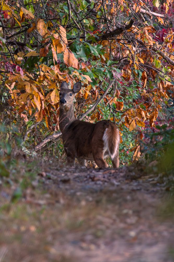 A white-tailed deer stands on a blurred dirt path, looking toward the camera, framed by dense autumn foliage in shades of orange and yellow.