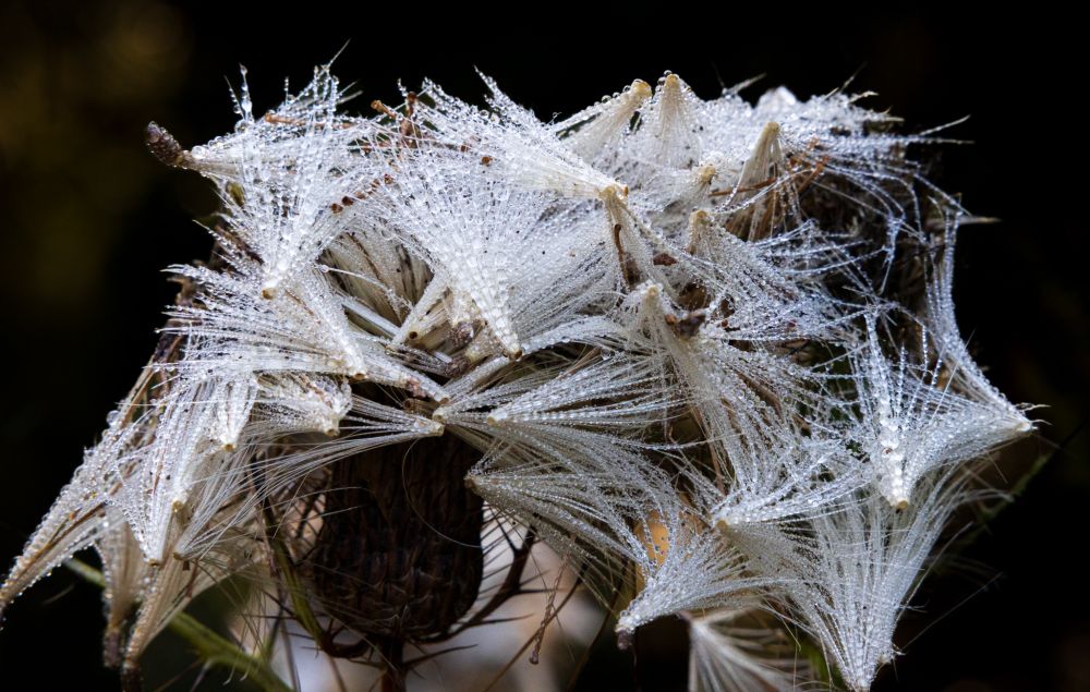 Close-up photograph of a dried thistle flower head. The white, feathery seed structures are intricately detailed and covered in fine, delicate hairs that create a textured appearance against a dark background.  The fine hairs have little droplets of dew on them.