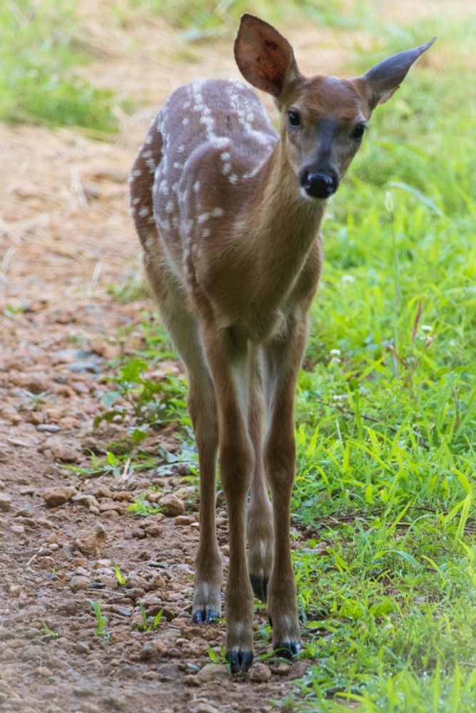 A young deer looks inquisitively into the camera.