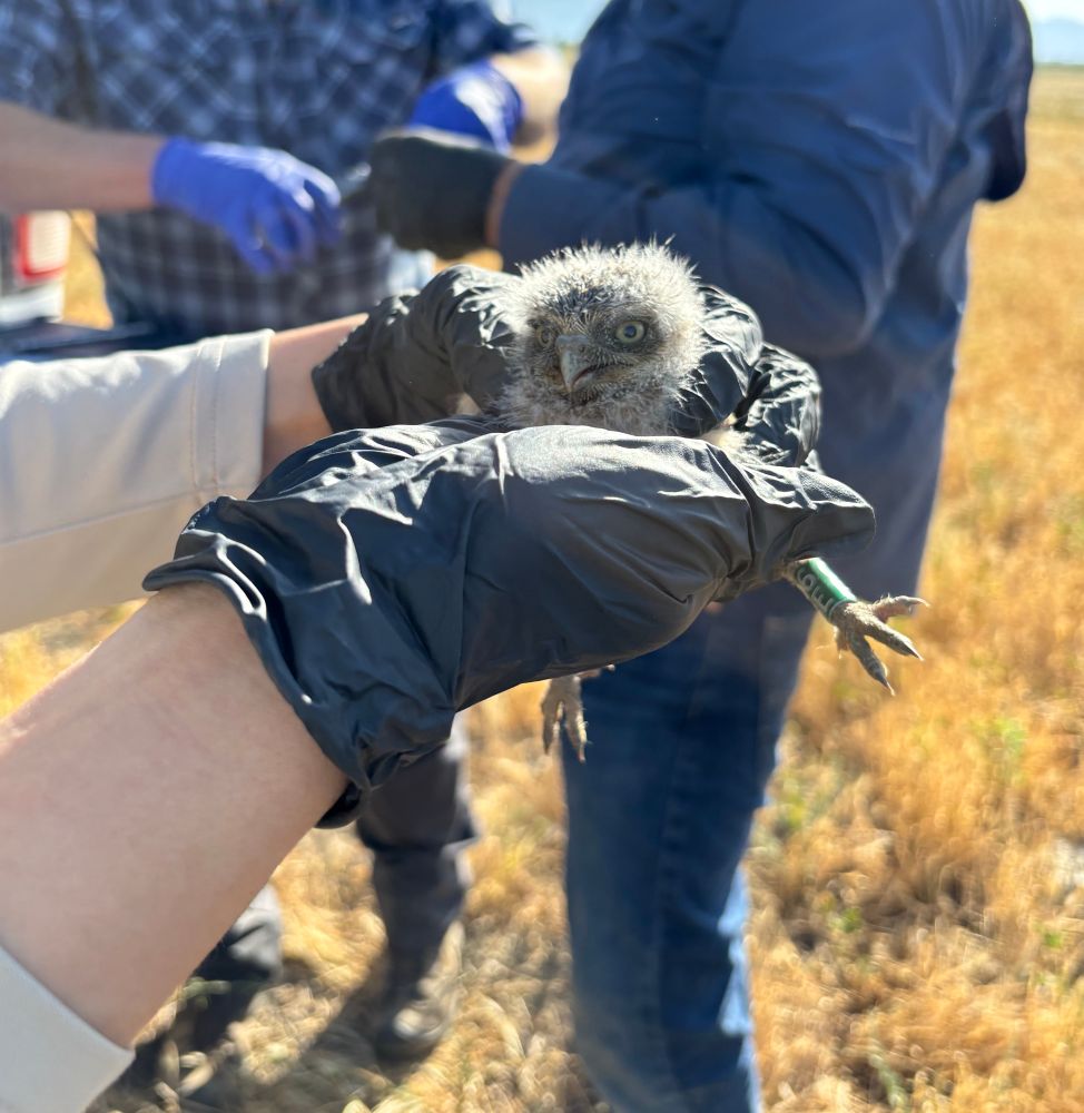 Week and a half old Burrowing Owl that just got banded.