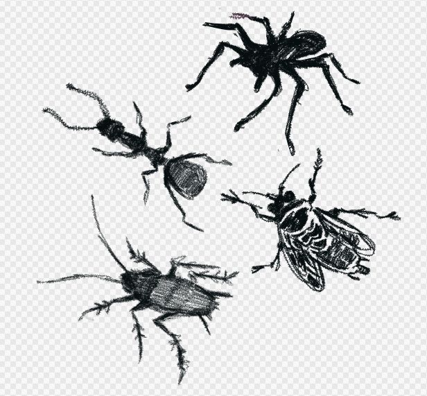 Drawn depictions of an ant, tree roach, spider, and cicada on a white canvas. Digital.