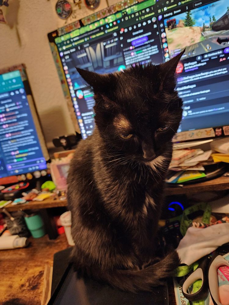 I've been trying to draw for an hour and she sits on my iPad 