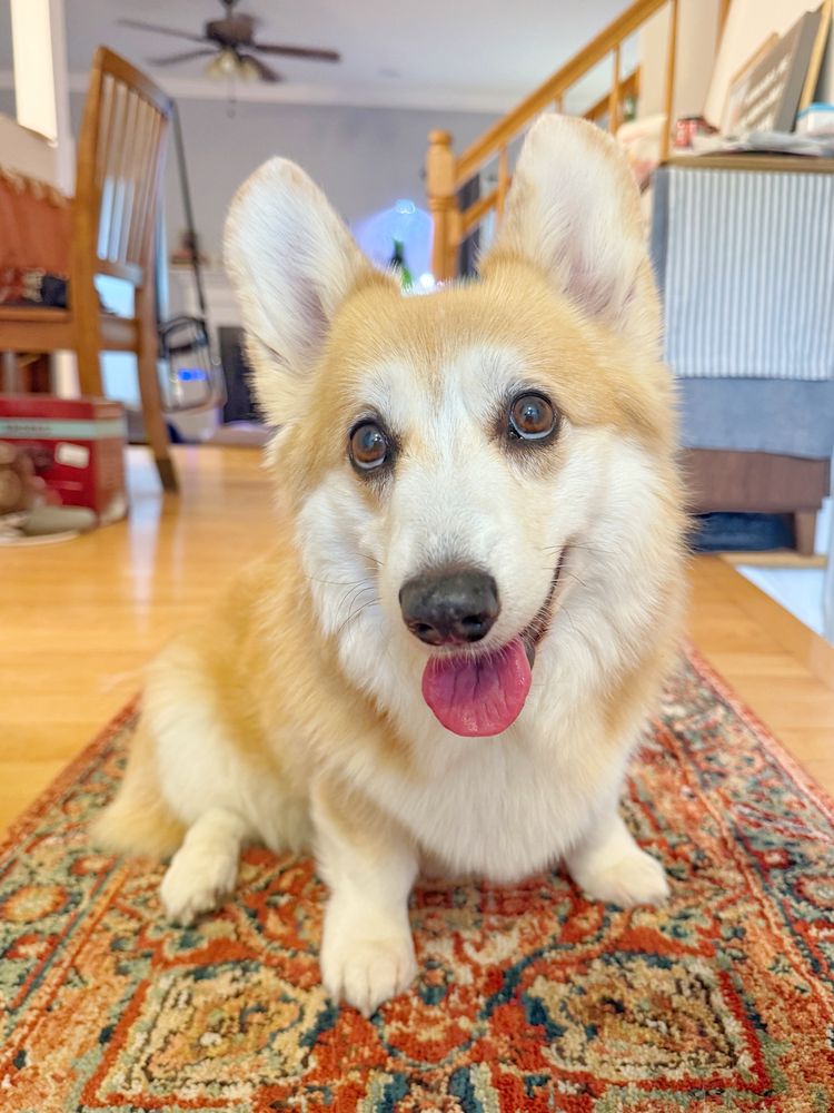 A fluffy corgi dog with tan and white fur sits on a patterned red and teal rustic rug, looking up at the camera with its tongue sticking out slightly. Its ears are perked and eyes are wide and happy, with a cozy home background behind it.