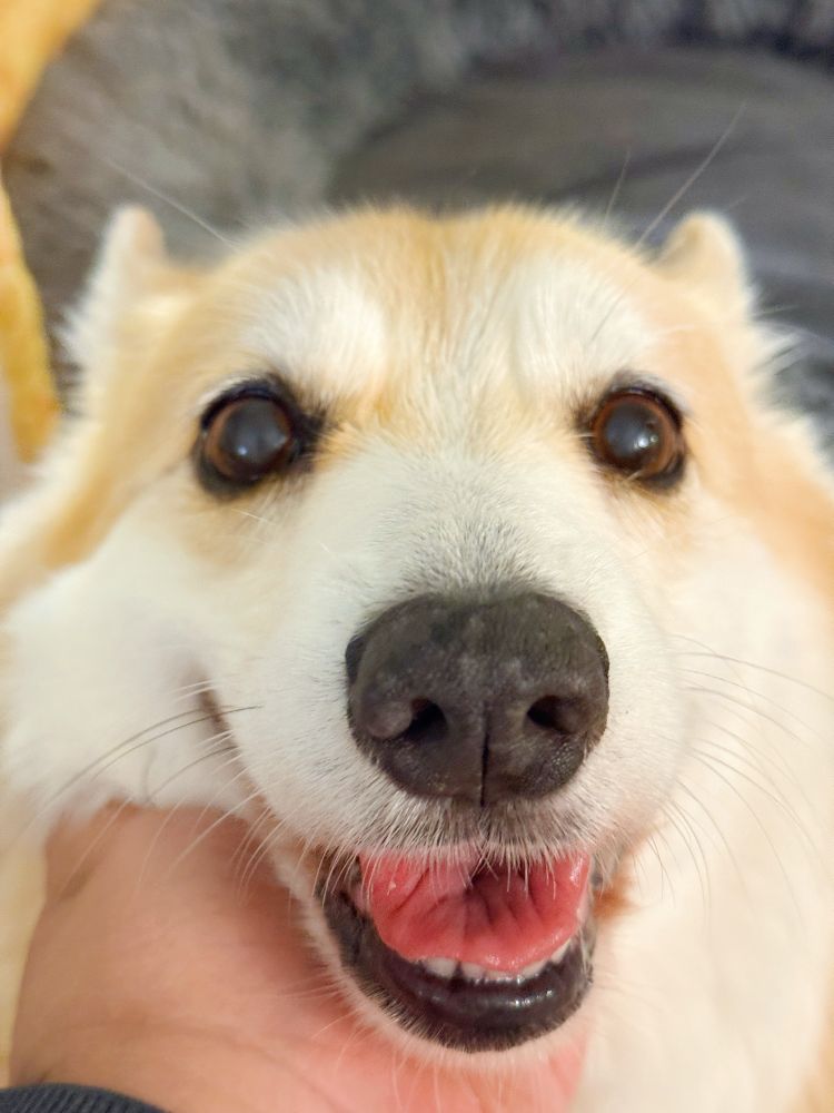 A close-up of a happy corgi dog’s face with bright, joyful eyes and a big open-mouthed smile, being gently held under the chin by a hand. The background is soft and cozy, highlighting the dog’s expression of pure weekend bliss.