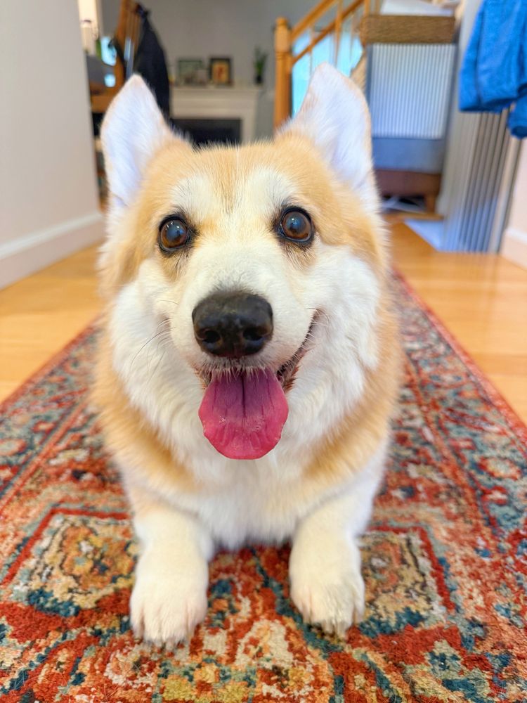 A corgi dog with a golden and white coat is lying on a patterned rug inside a home, facing the camera with bright eyes and a big happy smile, tongue out. The background shows wooden floors, a staircase with a railing, and furniture.