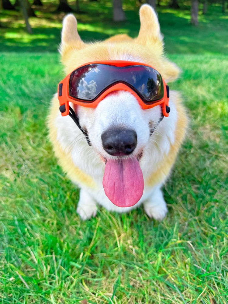 A fluffy corgi dog wearing bright orange reflective sunglasses sits on green grass with its tongue out, enjoying a sunny day.