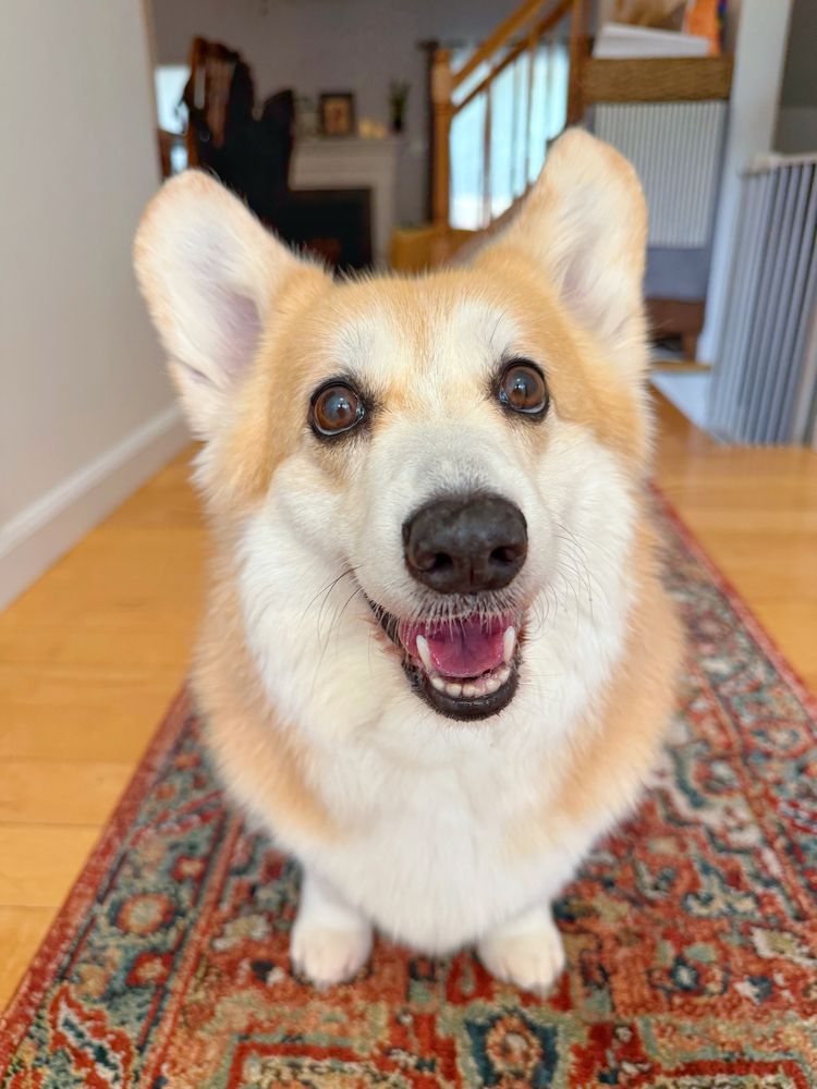 A fluffy corgi dog lying on a patterned rug with a tiny tongue poking out, looking at the camera with a playful, happy expression.