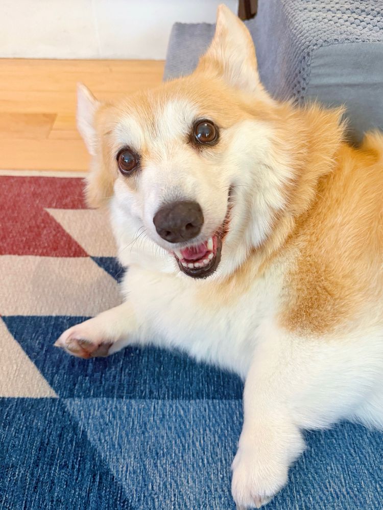 A happy corgi dog lies on a patterned blue and red rug, looking up with a wide, joyful smile and bright eyes. Its fluffy fur glows in the light, and it exudes warmth and friendliness.