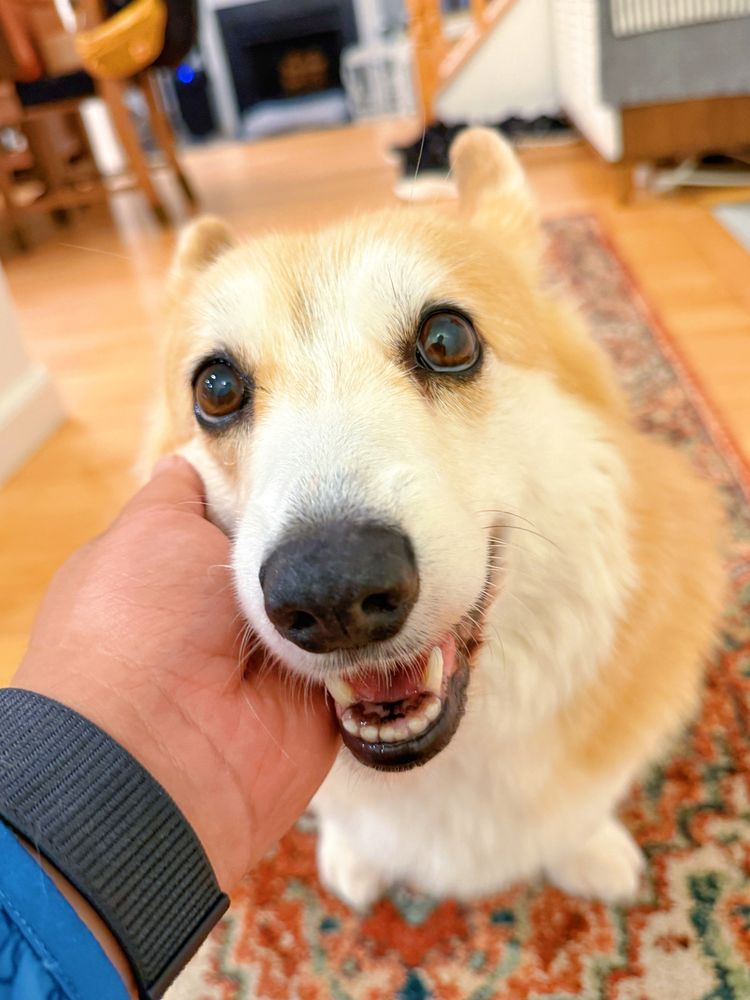 Close-up of a happy corgi dog being gently held under the chin by a human hand, smiling with visible teeth and bright eyes, sitting on a colorful patterned rug inside a cozy home.