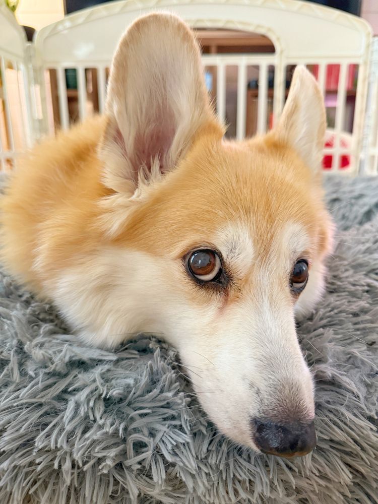 Close-up of a corgi lying on a fluffy gray blanket with a slightly sad, tired expression, large ears perked up, and deep brown eyes looking off to the side.