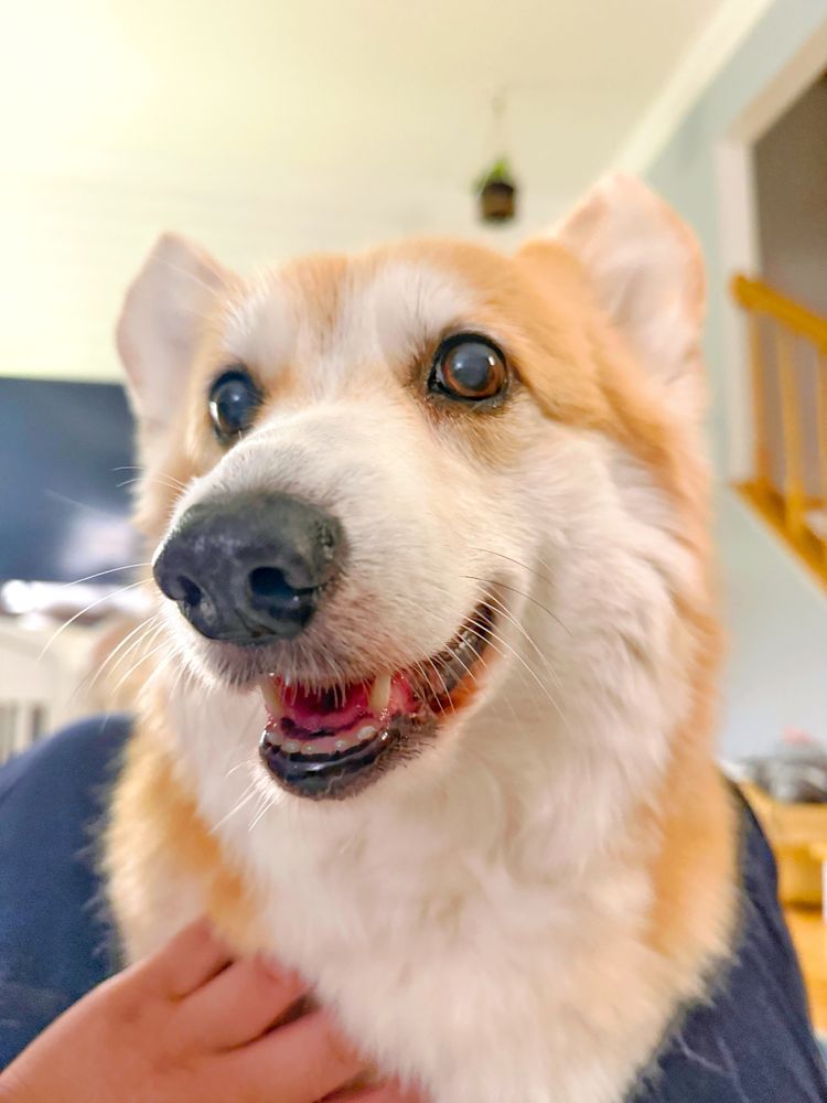 A fluffy corgi dog sitting on a human’s lap, looking slightly to the side with a joyful open-mouthed smile. A hand rests gently on the corgi’s chest. The corgi’s expression is playful and expectant, as if waiting for a treat or next adventure.