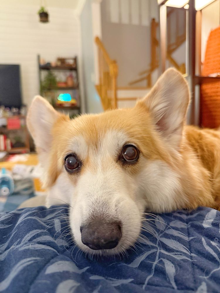 A corgi dog lies down with its chin resting on a dark blue patterned blanket, gazing up with wide, soulful eyes. The cozy home background suggests a peaceful but slightly melancholic Sunday evening mood.