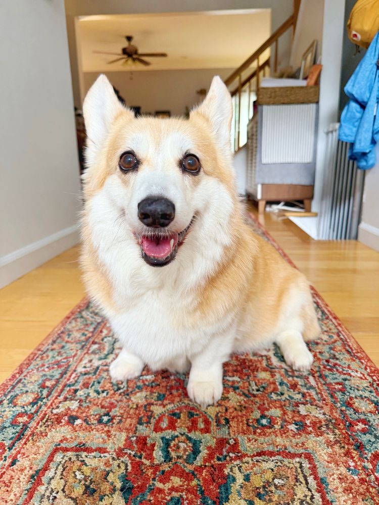 A happy corgi dog sits proudly on a richly patterned red and teal rug in a cozy, sunlit home. The corgi has a wide smile, perky ears, and is looking straight at the camera with a cheerful, supportive expression.