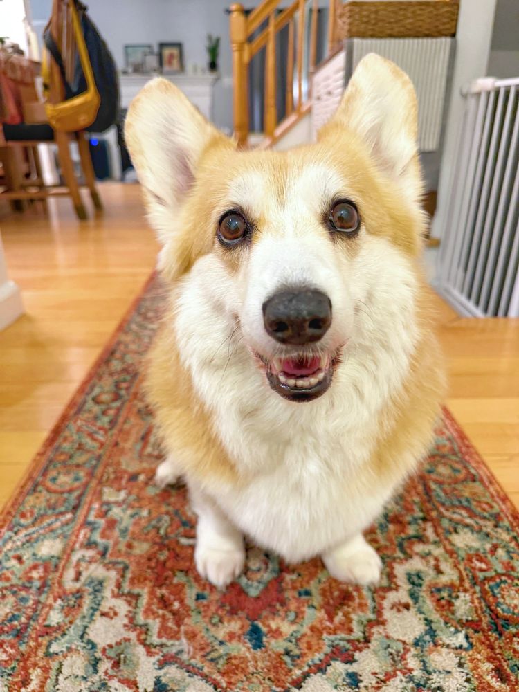 A happy corgi dog sits on a patterned rug indoors, looking directly at the camera with a wide smile and bright eyes. The background shows a cozy home setting with wooden floors and stairs.