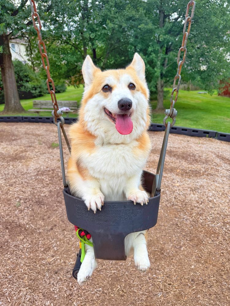 A happy corgi dog sitting in a black toddler swing at a playground, tongue out and ears perked, with green trees and a park bench in the background.
