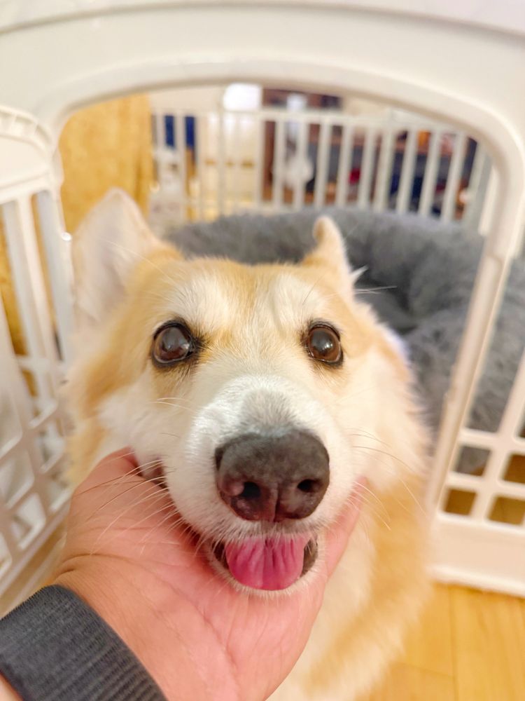 A fluffy corgi dog is gently held under the chin, with its tongue slightly sticking out and eyes looking sweetly at the camera. The background shows a cozy white crate and soft bedding inside.