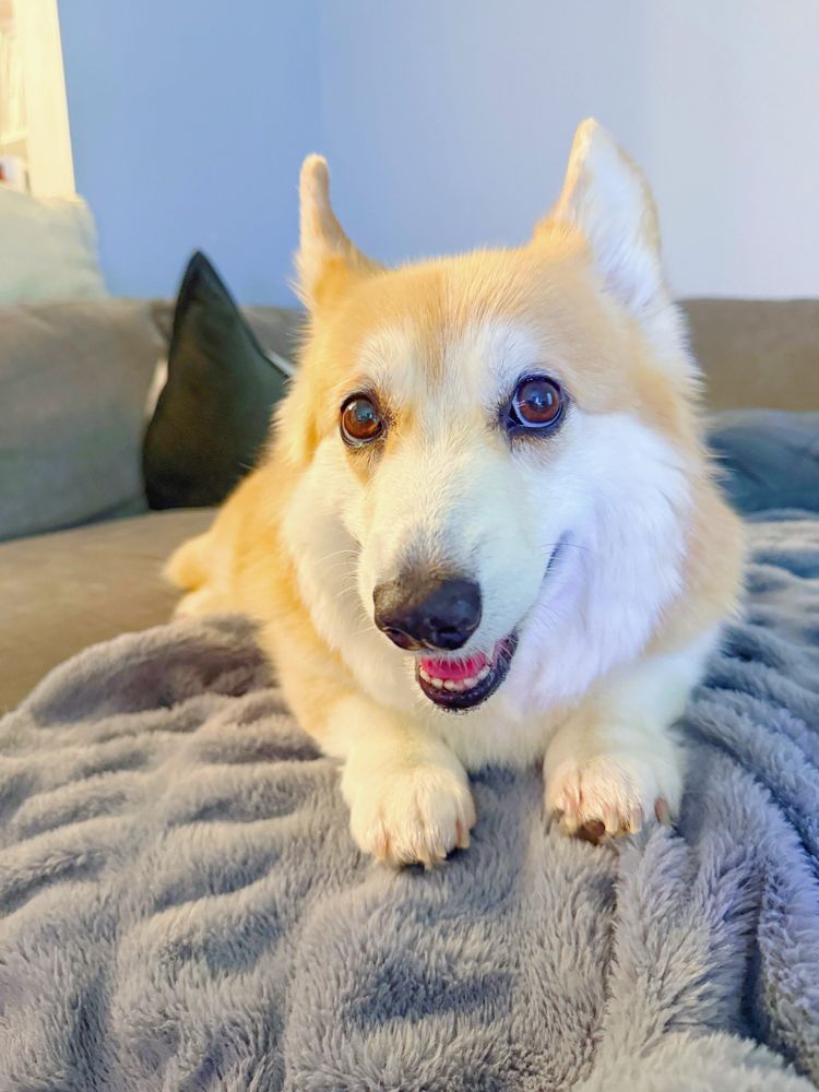 Corgi dog laying on a gray fuzzy blanket, looking up with wide eyes and a small open-mouthed smile, ears perked slightly and front paws tucked under.