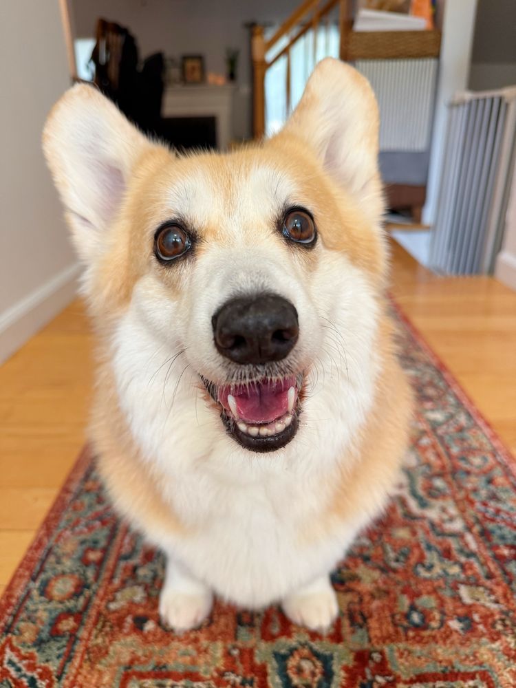 A fluffy corgi dog with tan and white fur sits on a colorful patterned rug, looking up with bright eyes and an open-mouthed smile, as if inviting someone to talk.