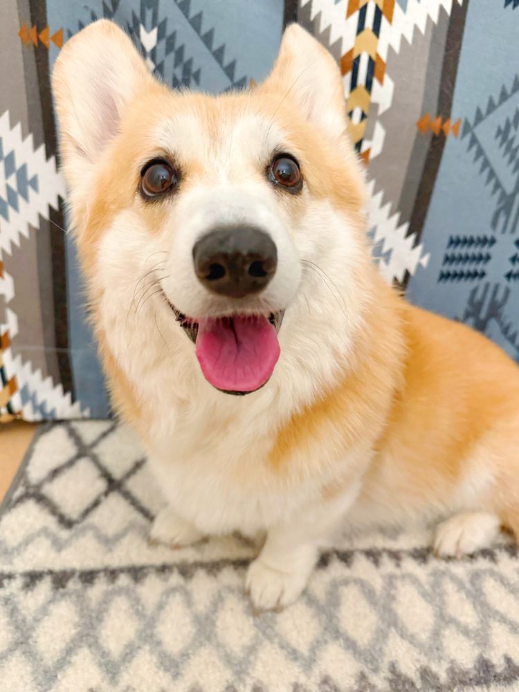 Corgi dog sitting on a patterned rug with a big happy smile, tongue out, and bright eyes. Behind the dog is a colorful geometric blanket. The corgi looks joyful and friendly.