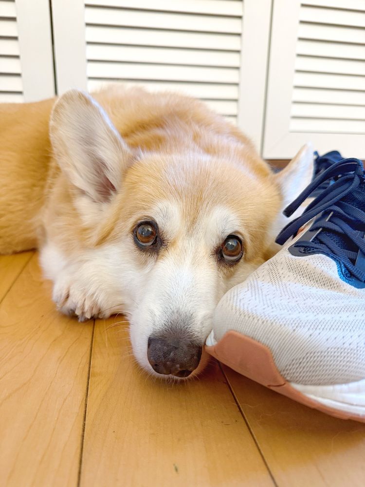 Corgi dog lying on a wooden floor with its face gently pressed against a sneaker, gazing up with wide, pleading eyes, ears perked and expression hopeful.