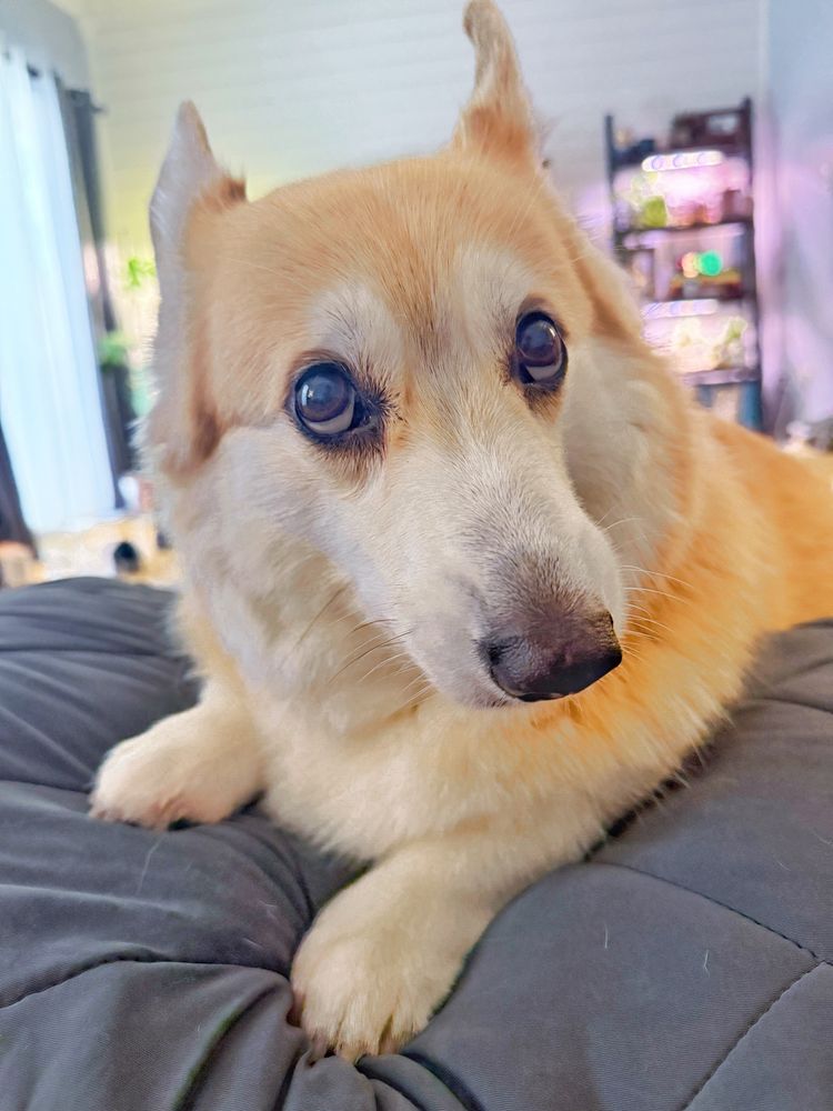 A fluffy corgi dog lies on a dark gray blanket, looking up with wide, slightly confused eyes and relaxed ears. The lighting is soft with pastel tones in the background, creating a calm and cozy atmosphere. The corgi looks adorably stunned, as if just learning the weekend is ending.