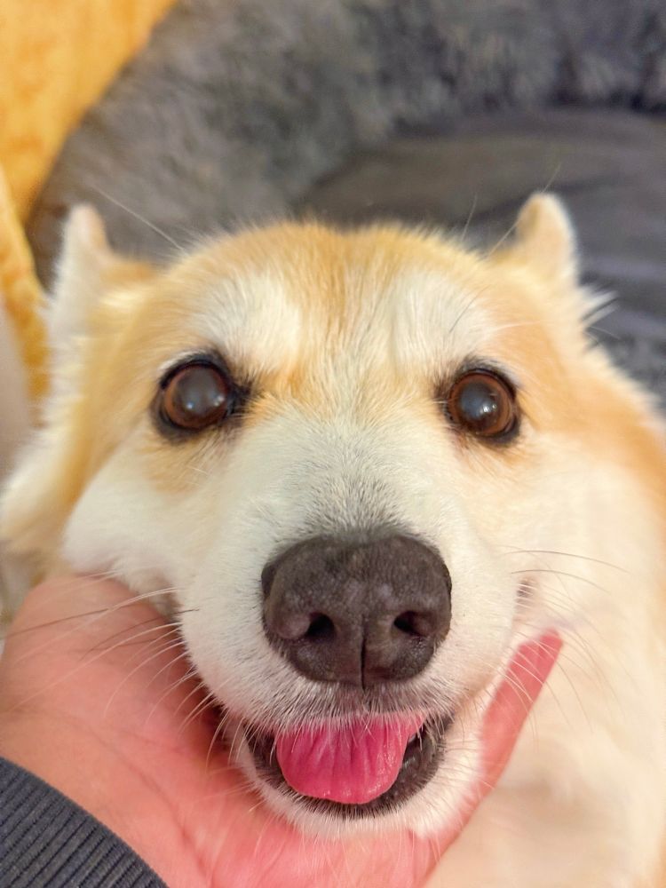 Close-up of a corgi dog’s happy face being gently held under the chin, tongue slightly sticking out in a tiny blep, with big warm eyes looking straight at the camera.