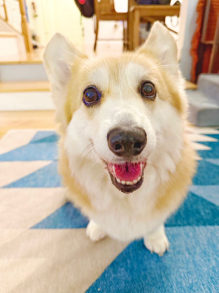 Close-up photo of a fluffy corgi dog sitting on a blue-and-beige geometric rug, looking up with a big open-mouth smile and shiny eyes full of warmth and affection.