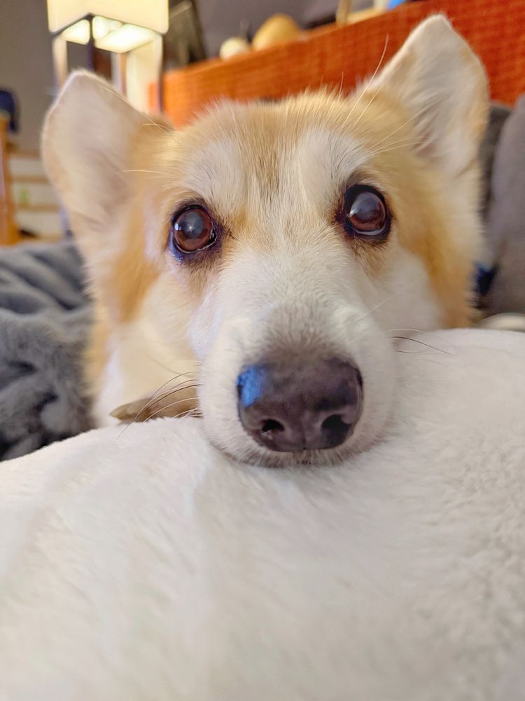 Close-up of a corgi dog resting its head on a soft white blanket, looking directly into the camera with big round eyes. Its nose is front and center, inviting gentle boops. The cozy background features warm lighting and furniture.