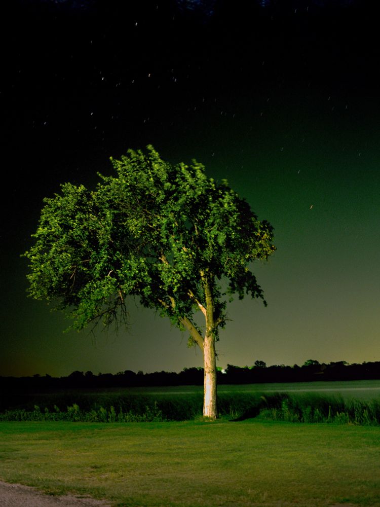 A solo tree in front of a lake lit by a source outside of frame. Contrasted against the dark sky in the top 1/3 of the frame that gently gives way to green and green white light into the horizon. 