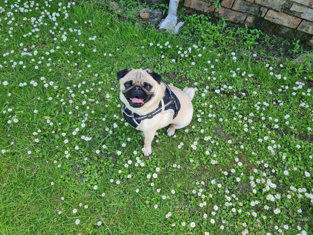 Apricot and black pug wearing a black and cream harness and sitting on a grassy area covered in white daisies. He is grinning with his tongue out and looking towards the camera