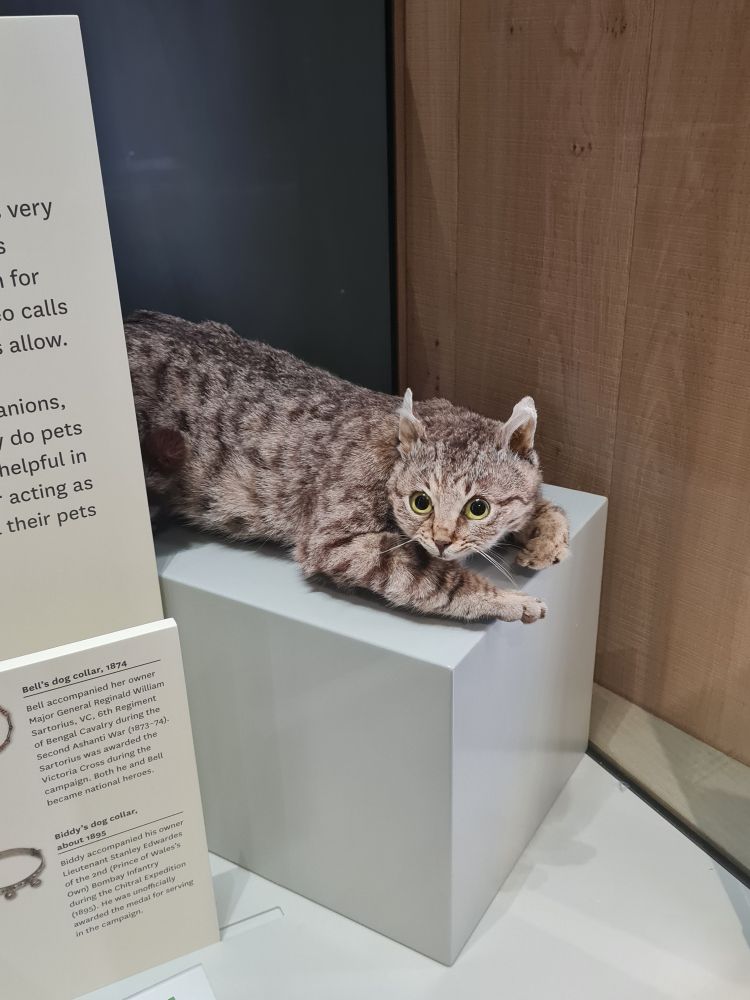 Taxidermy grey and black cat looking towards the camera 