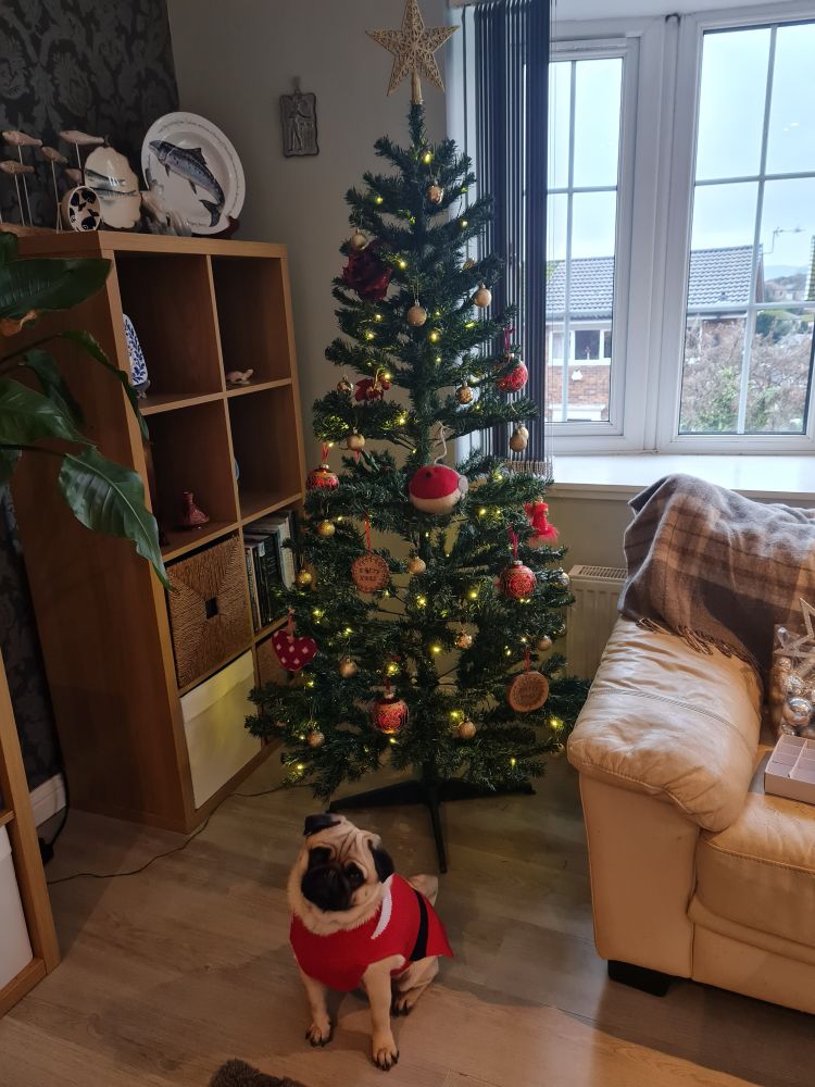 Apricot and black pug wearing a red, white and black Santa jumper and sat in front of a green Christmas tree decorated in red and gold decorations with a big Robin sat in the middle of the branches 