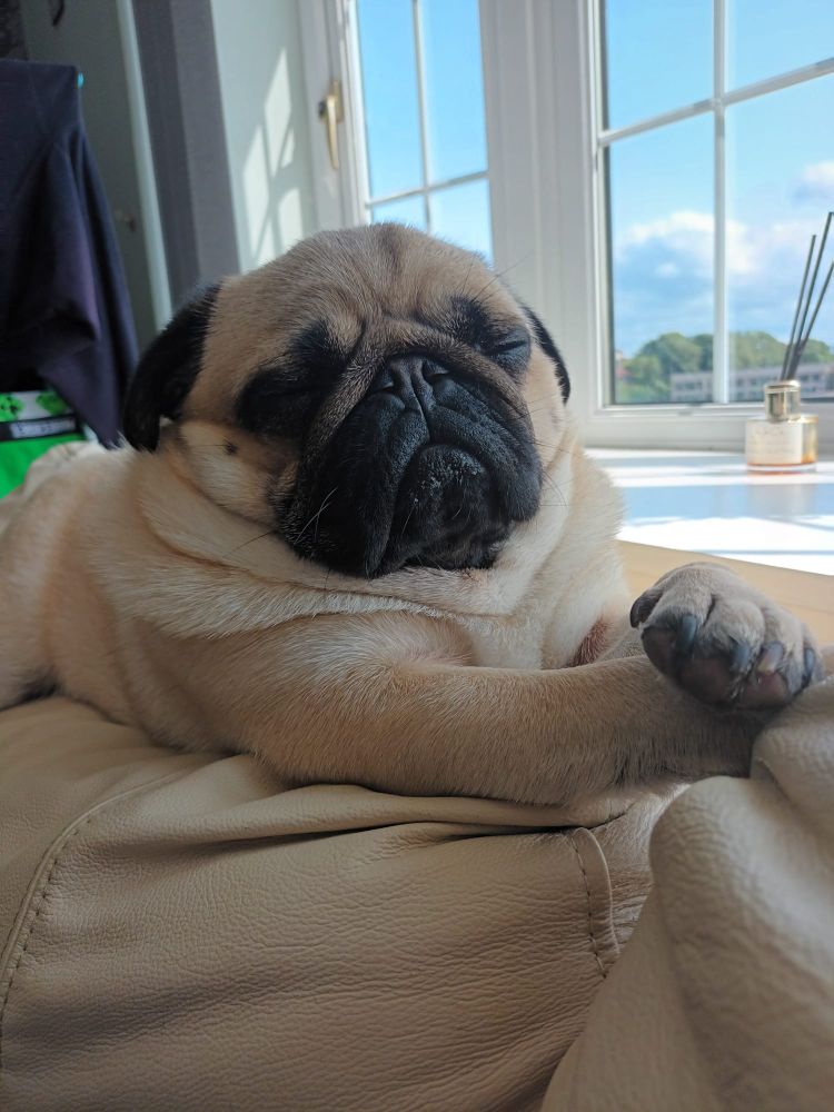 Sleeping apricot and black pug with his front paws crossed in front of him and his cute wrinkles round his neck and face. Blue sunny skies can be seen through the window behind him