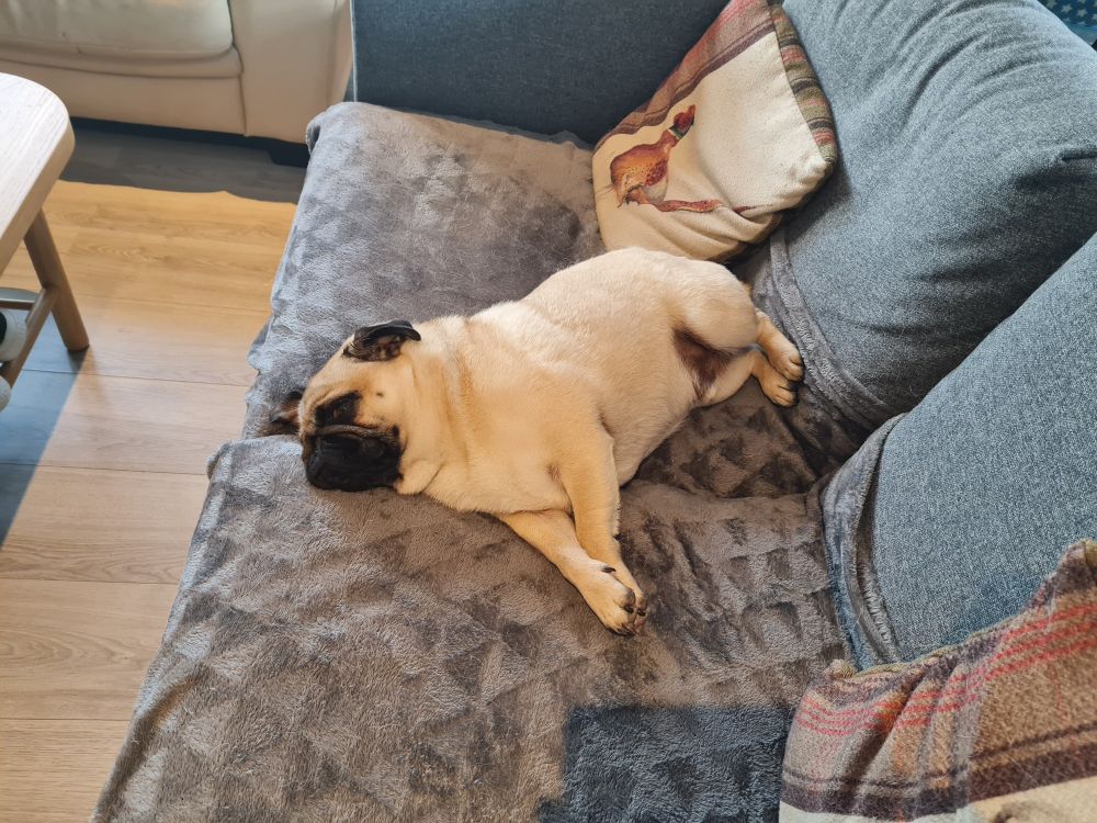 Apricot and black pug laying asleep on a grey sofa with cream and brown tartan cushions 