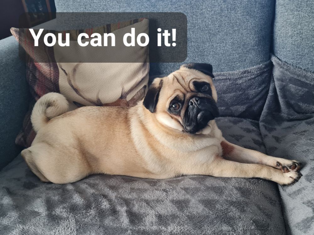 Apricot and black pug laying on a grey sofa and looking towards the camera. The words "You can do it!" are above him