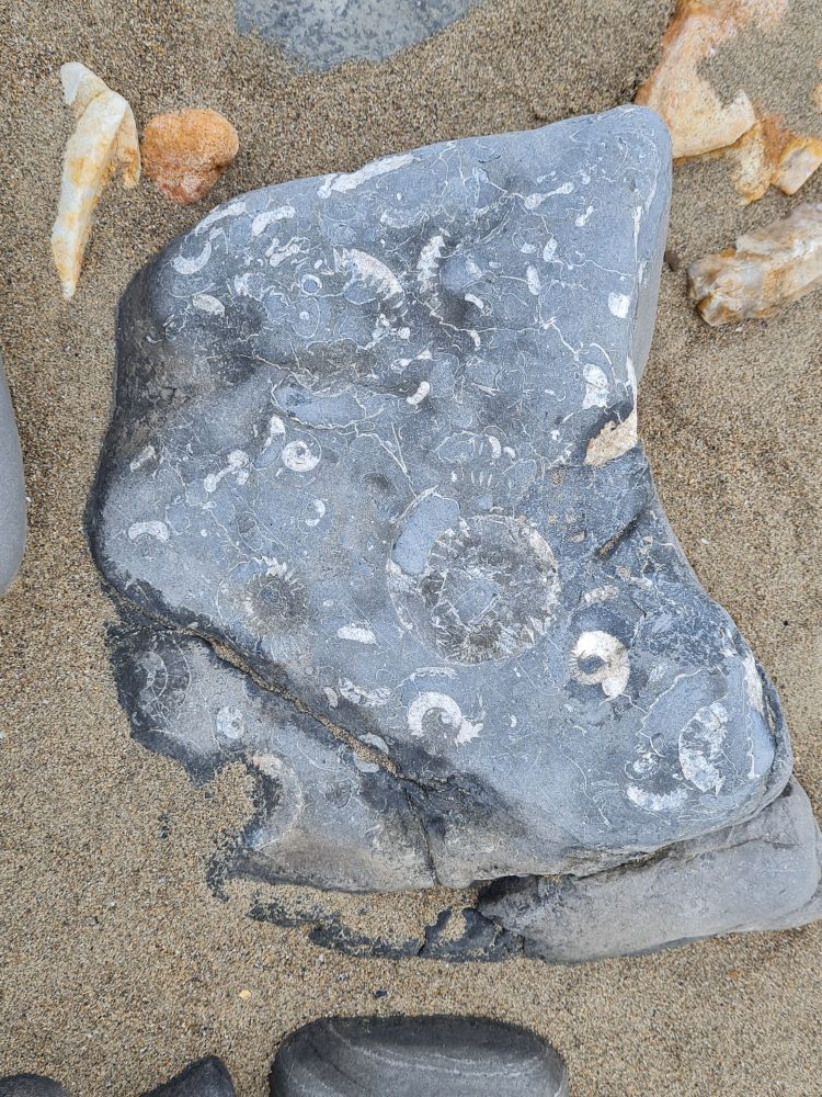 Grey rock showing lots of cream coloured ammonite fossils surrounded by sand
