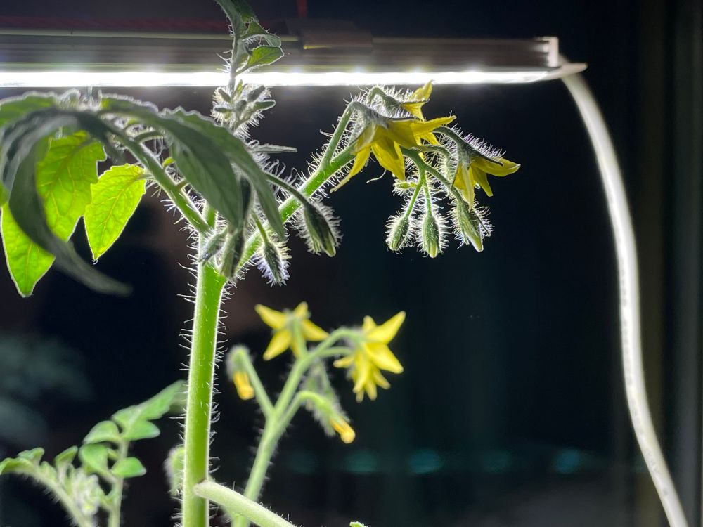 En tomatplanta med många gula blommor.