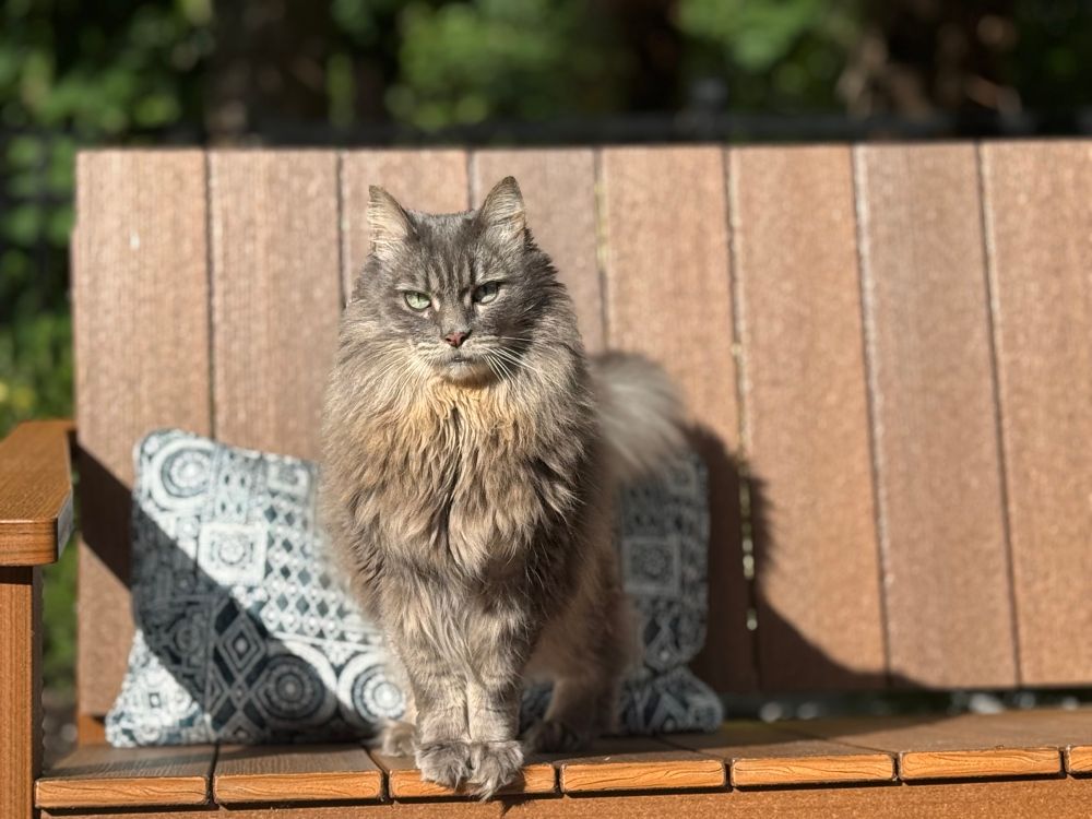 Grey kitten sitting outside in the sunshine.