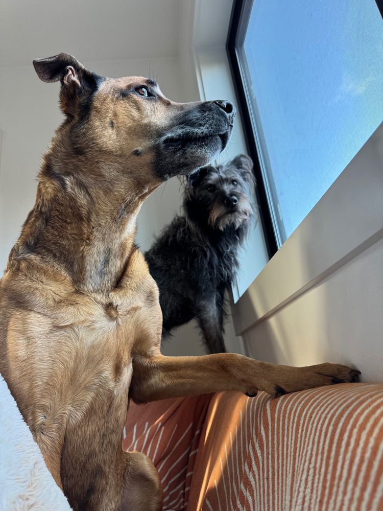 Biscuits & Gravy. Two dogs are looking out the window.