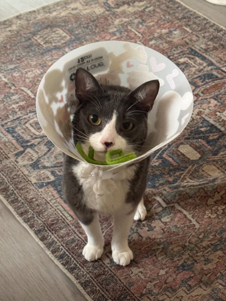 Grey and white cat using a plastic cone to carry his favorite green toy around. 