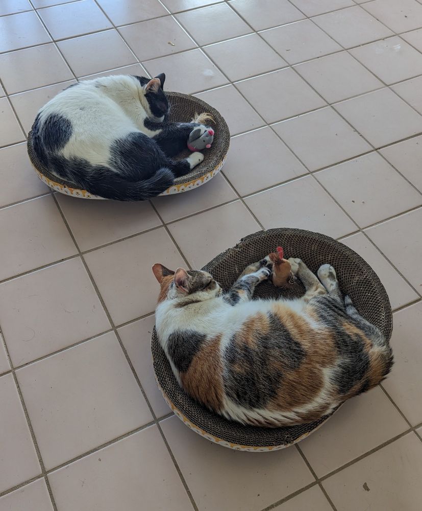 Two cats, one calico and one black and white, curled up in oval scratching pads