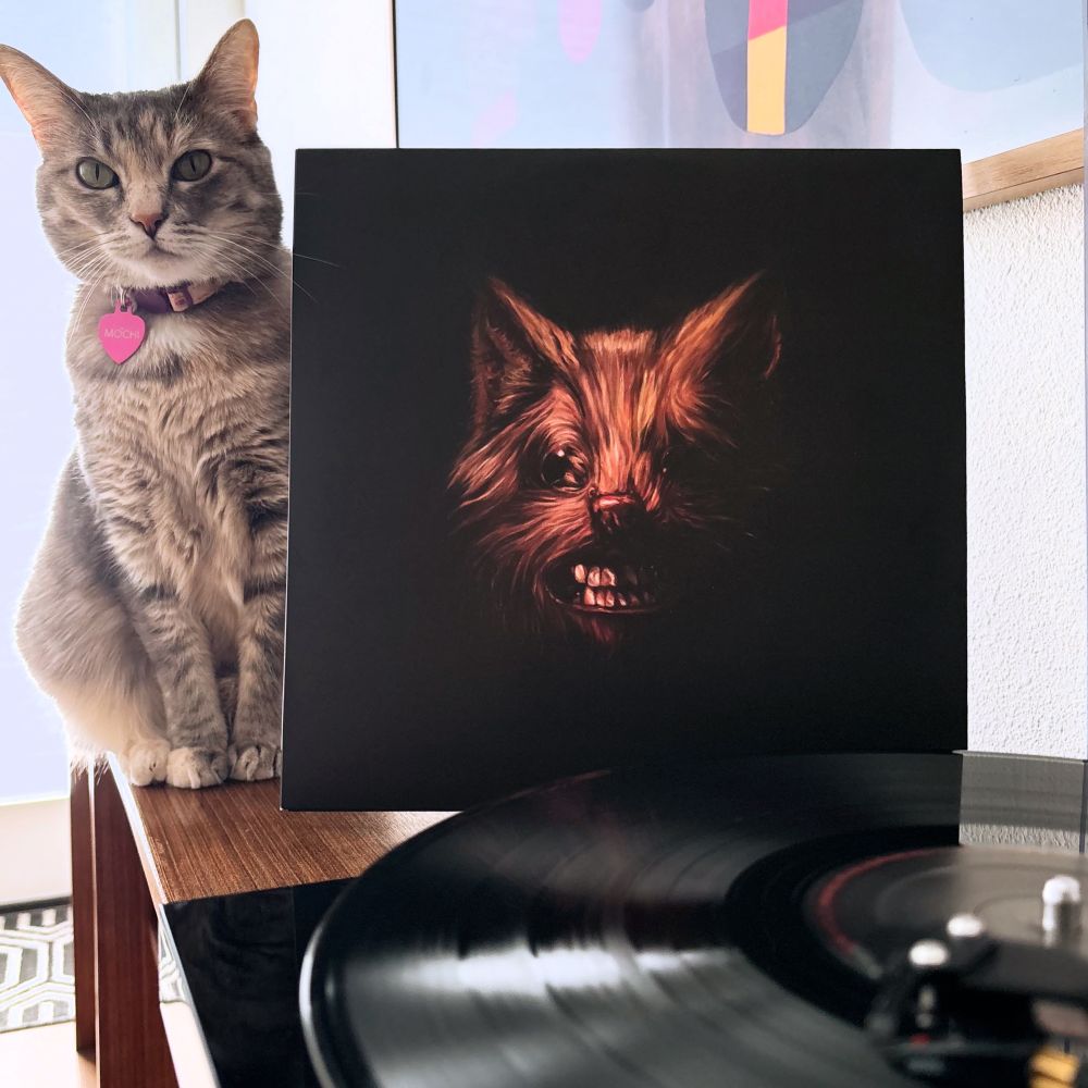 Torbie cat sitting next to record jacket of Swans album - The Seer. Vinyl spinning on the foreground.