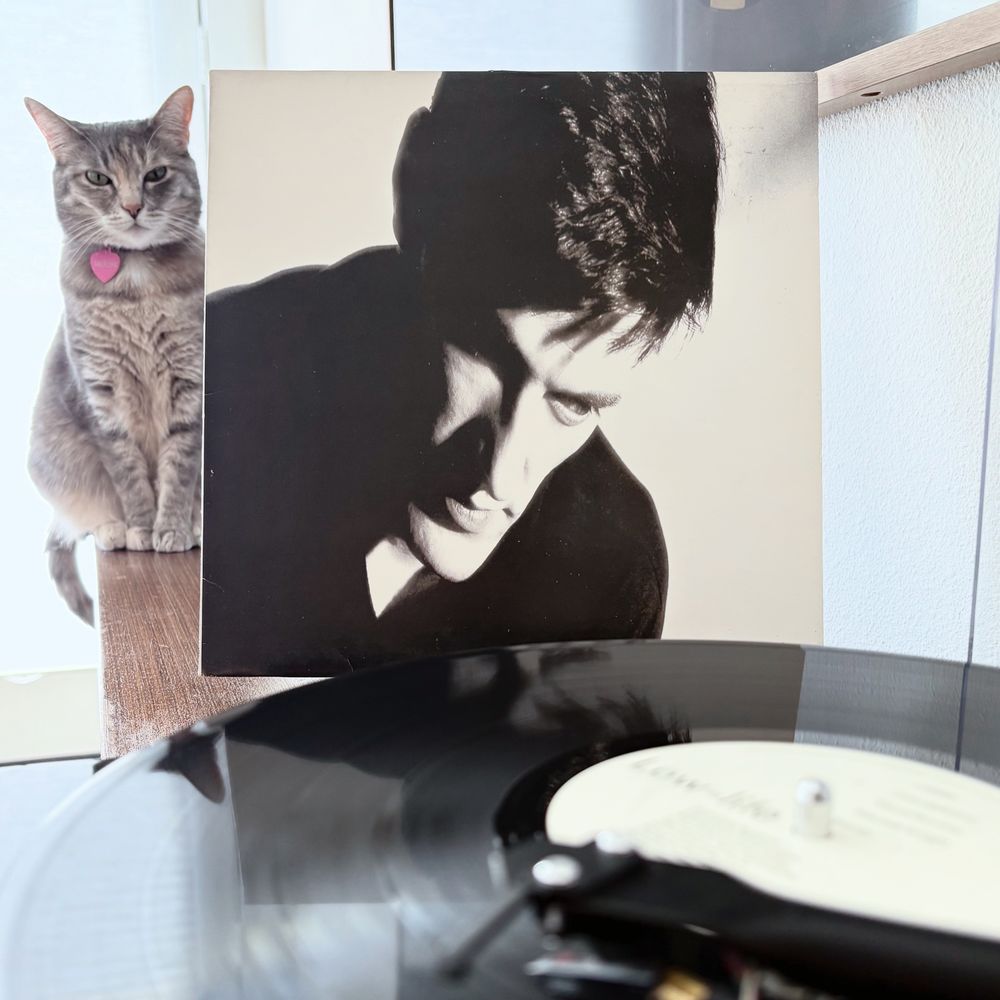 Torbie cat sitting next to record jacket of New Order’s album Low-life. Record spinning in the foreground.