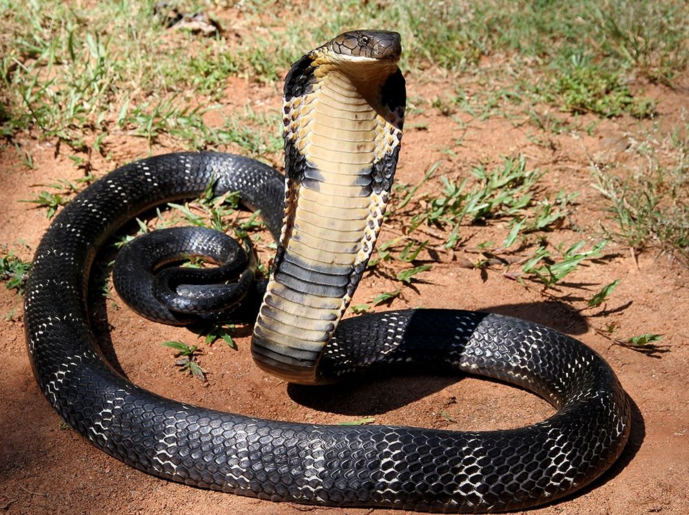 A King Cobra is the biggest poisonous snake and can grow to over 4 meters (13 feet) long. 