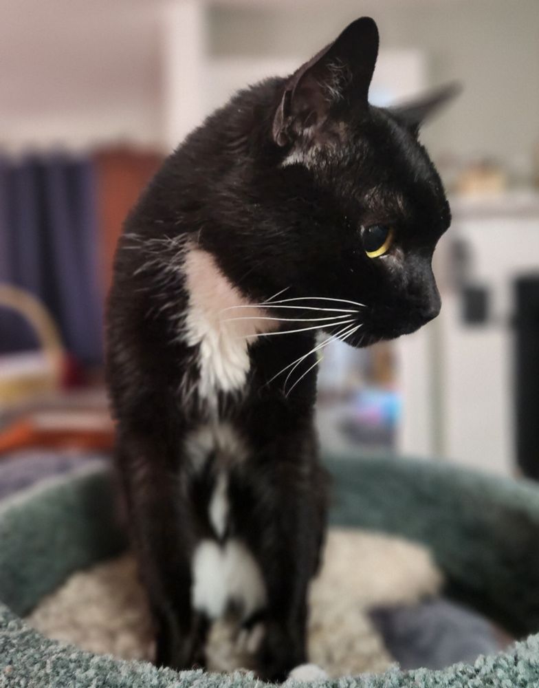Tuxedo cat looking extremely handsome, gazing contemplatively away.